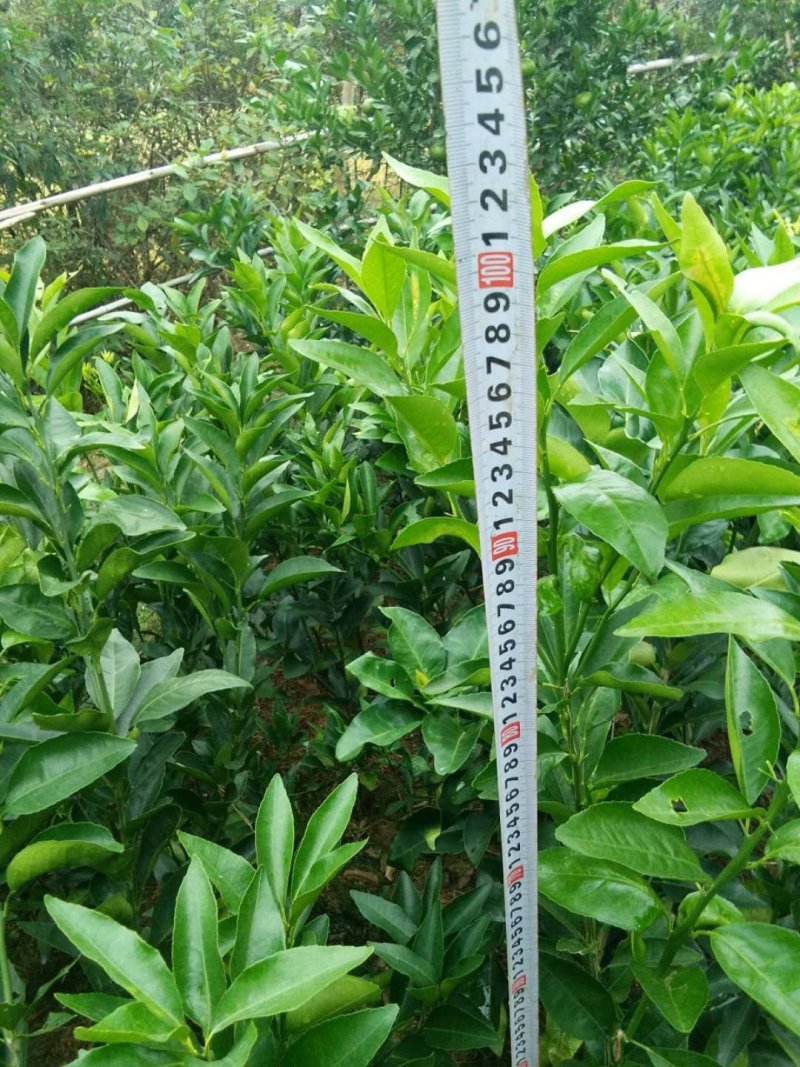 明日见植条大分一号植条，皇帝柑枝条，美国糖桔植条质量保证