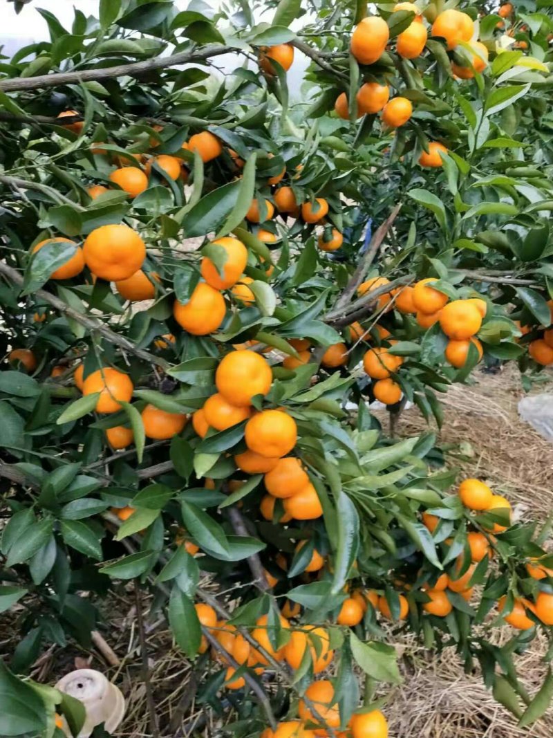 马水桔
