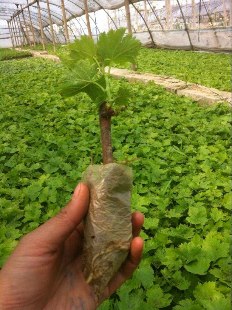 夏黑葡萄苗根须发达可带营养杯发货量大从优