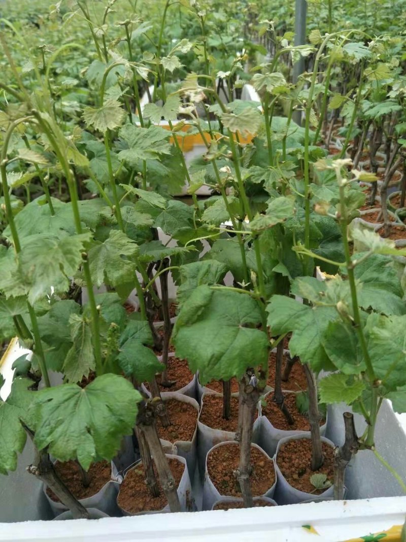 夏黑葡萄苗根须发达可带营养杯发货量大从优