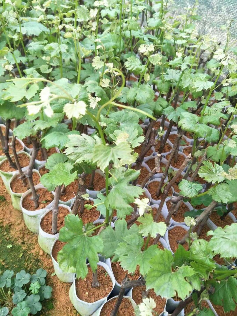 夏黑葡萄苗根须发达可带营养杯发货量大从优