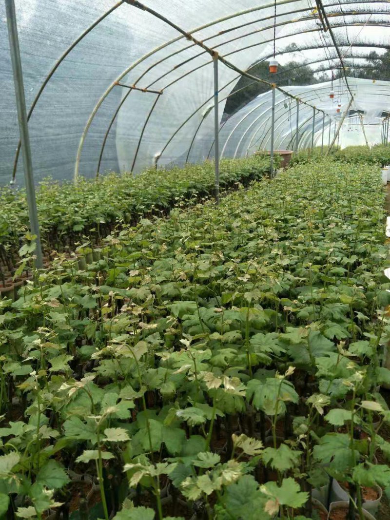 夏黑葡萄苗根须发达可带营养杯发货量大从优