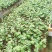 夏黑葡萄苗根须发达可带营养杯发货量大从优