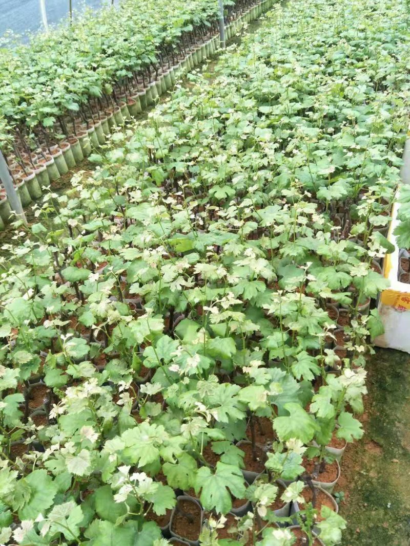 夏黑葡萄苗根须发达可带营养杯发货量大从优