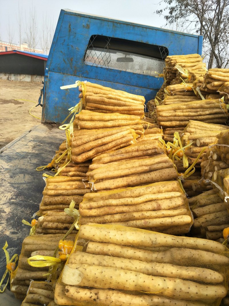 小白嘴网袋二零至三零的货有现货