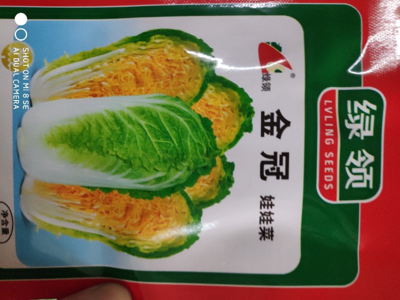 娃娃菜种子绿领金冠娃娃菜