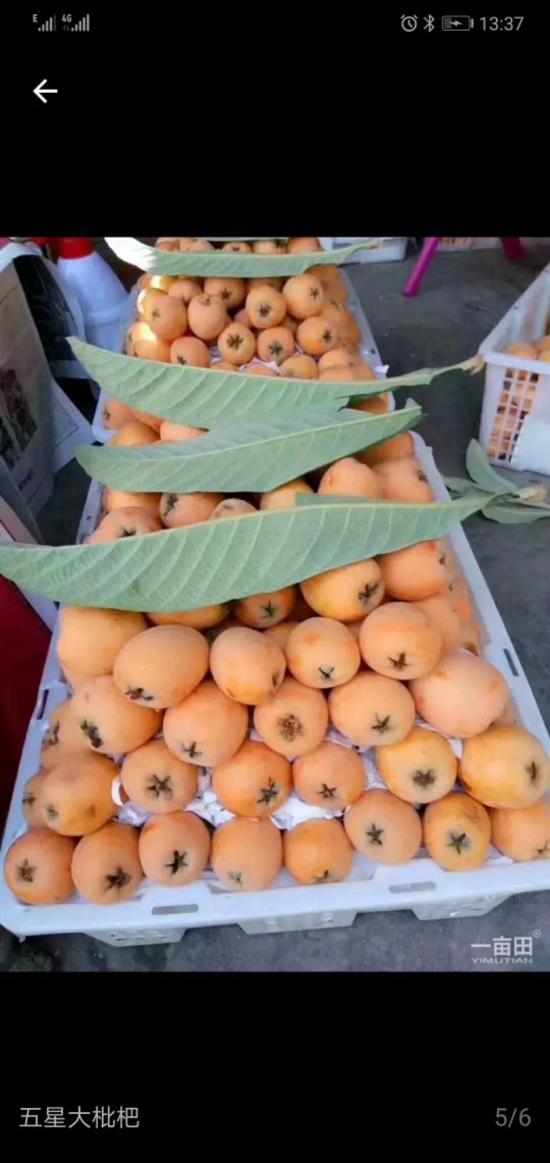 枇杷