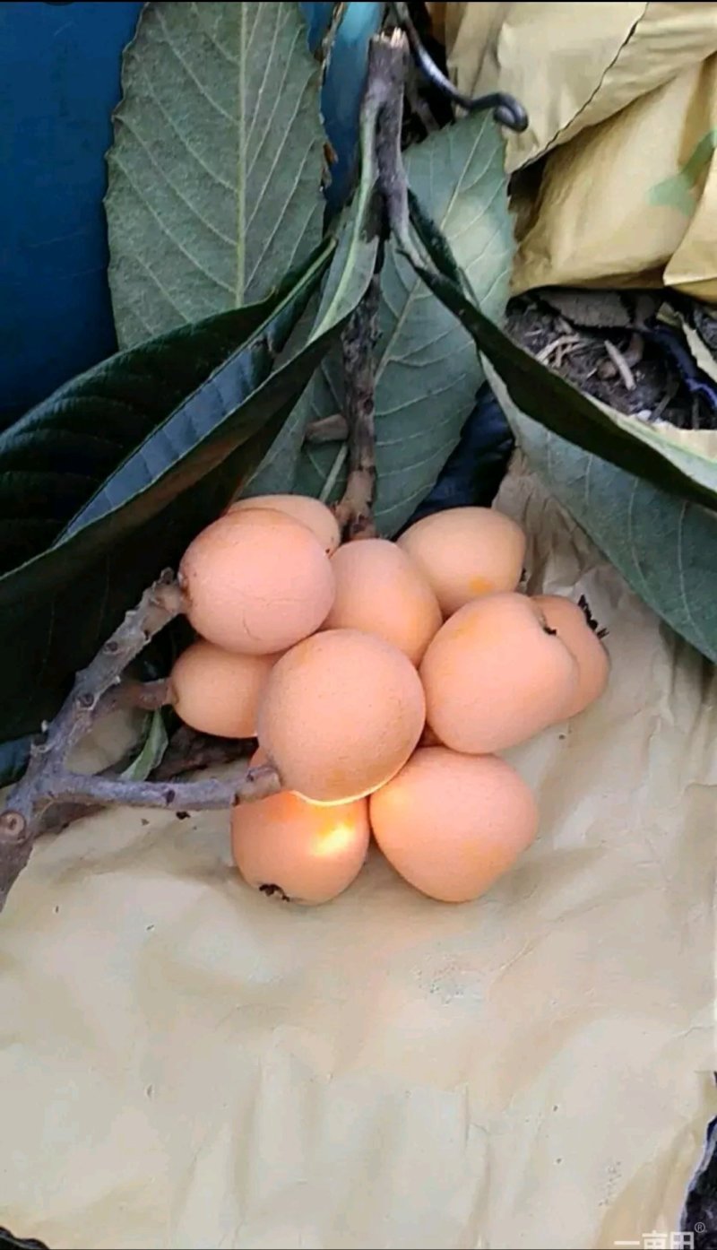 枇杷