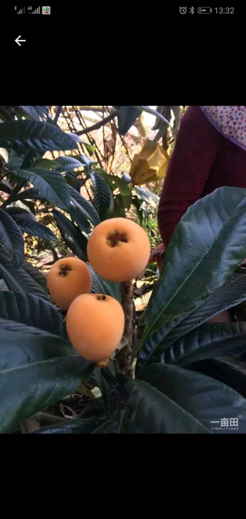 枇杷