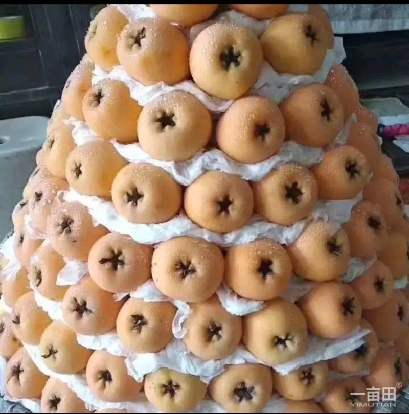 枇杷