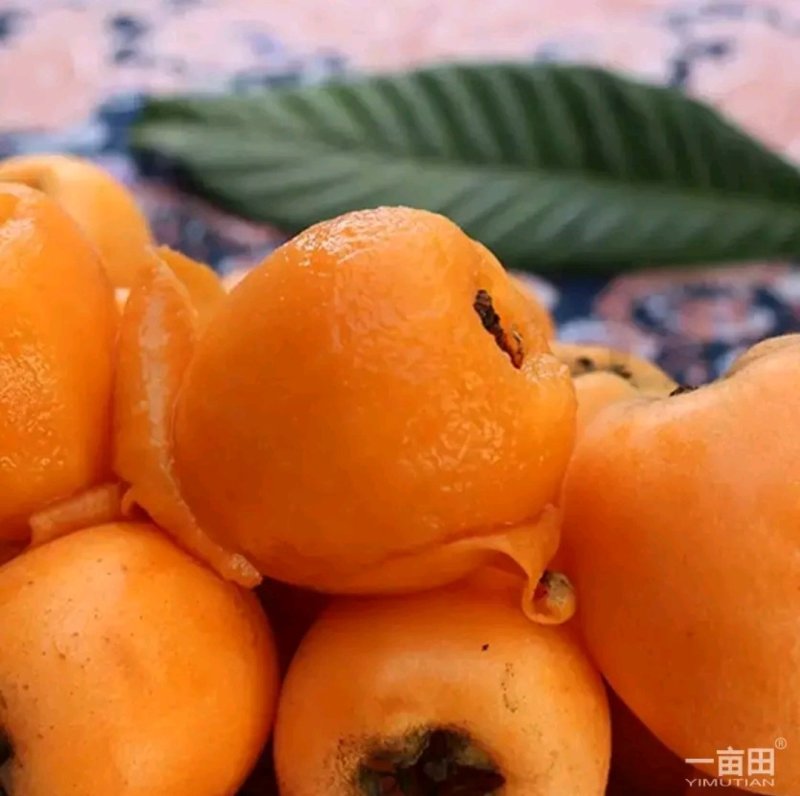 枇杷