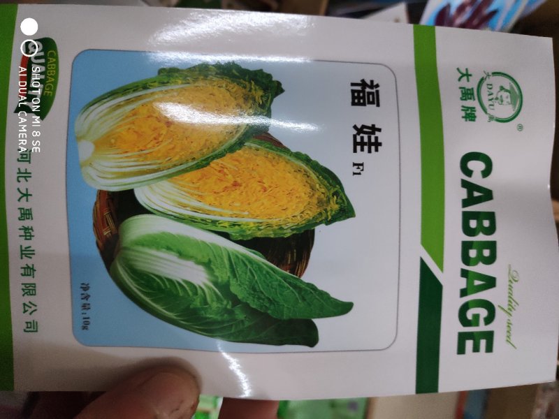 福娃F1娃娃菜种子早熟春秋两季种植