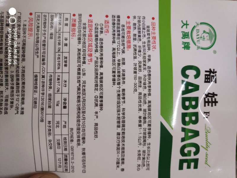 娃娃菜种子一福娃F1