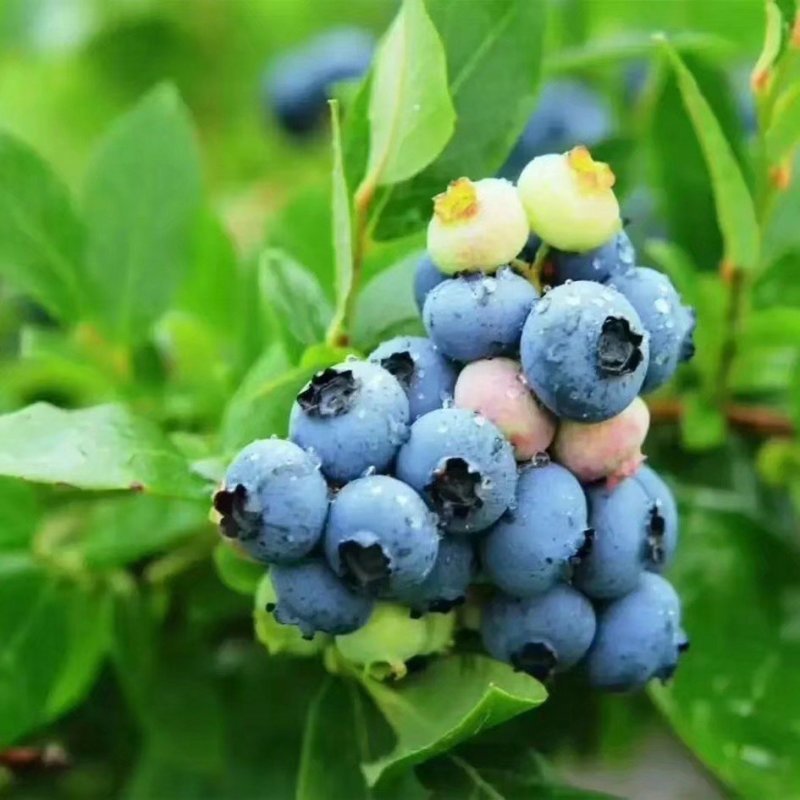 蓝莓苗蓝莓苗蓝莓树苗包邮40-60高