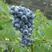蓝莓苗蓝莓苗蓝莓树苗包邮40-60高