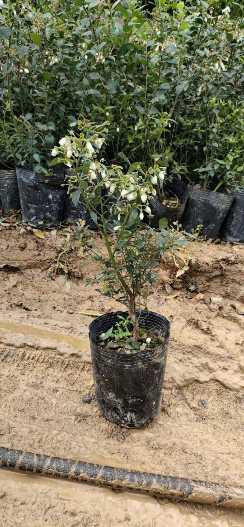 蓝莓苗蓝莓苗蓝莓树苗包邮40-60高