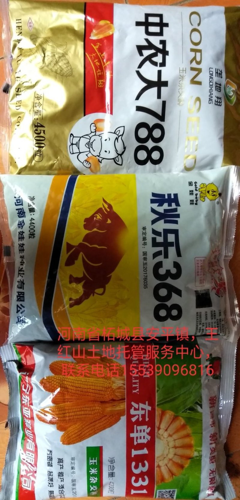 玉米种