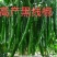 辣椒苗黑线黄线方椒尖椒螺丝椒承接代育