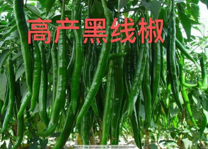 辣椒苗黑线黄线方椒尖椒螺丝椒承接代育