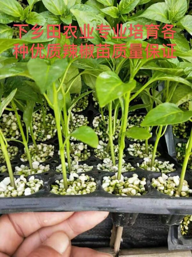 辣椒苗黑线黄线方椒尖椒螺丝椒承接代育