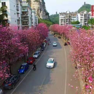 宫粉紫荊，小苗，黄花风玲