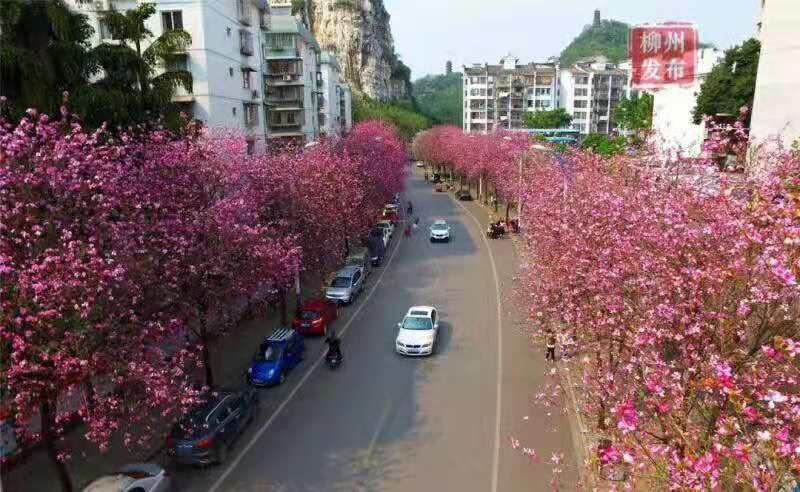 宫粉紫荊，小苗，黄花风玲