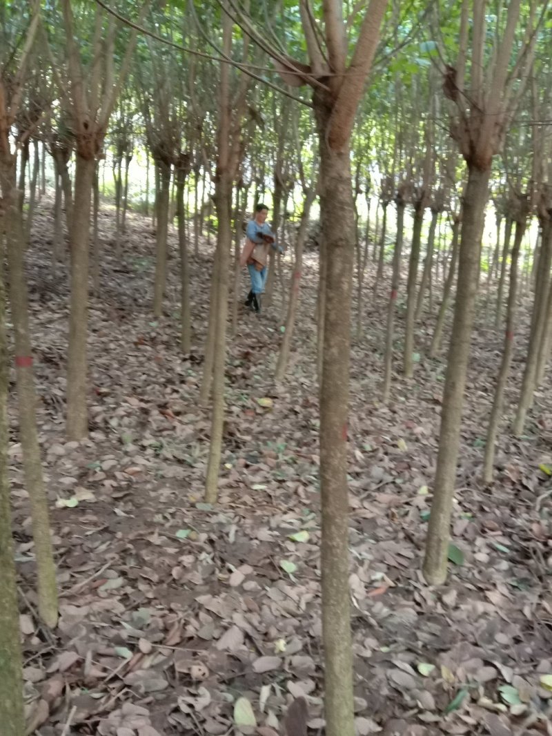宫粉紫荊，小苗，黄花风玲