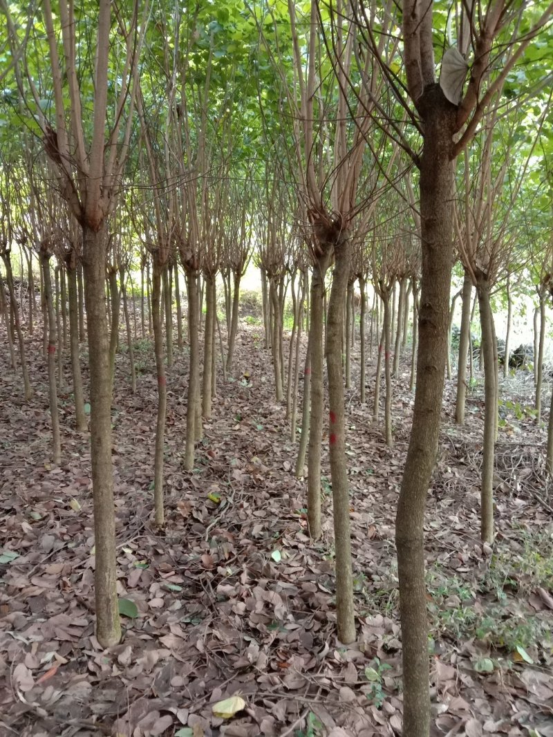 宫粉紫荊，小苗，黄花风玲