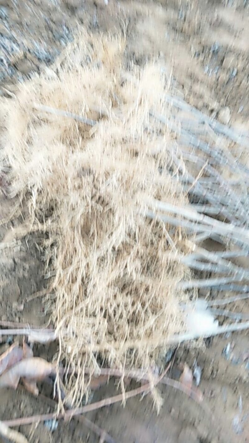 当年大红袍花椒苗，现挖现发，规格齐全，保湿发货，包成活