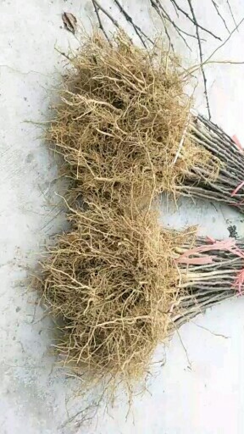 当年大红袍花椒苗，现挖现发，规格齐全，保湿发货，包成活