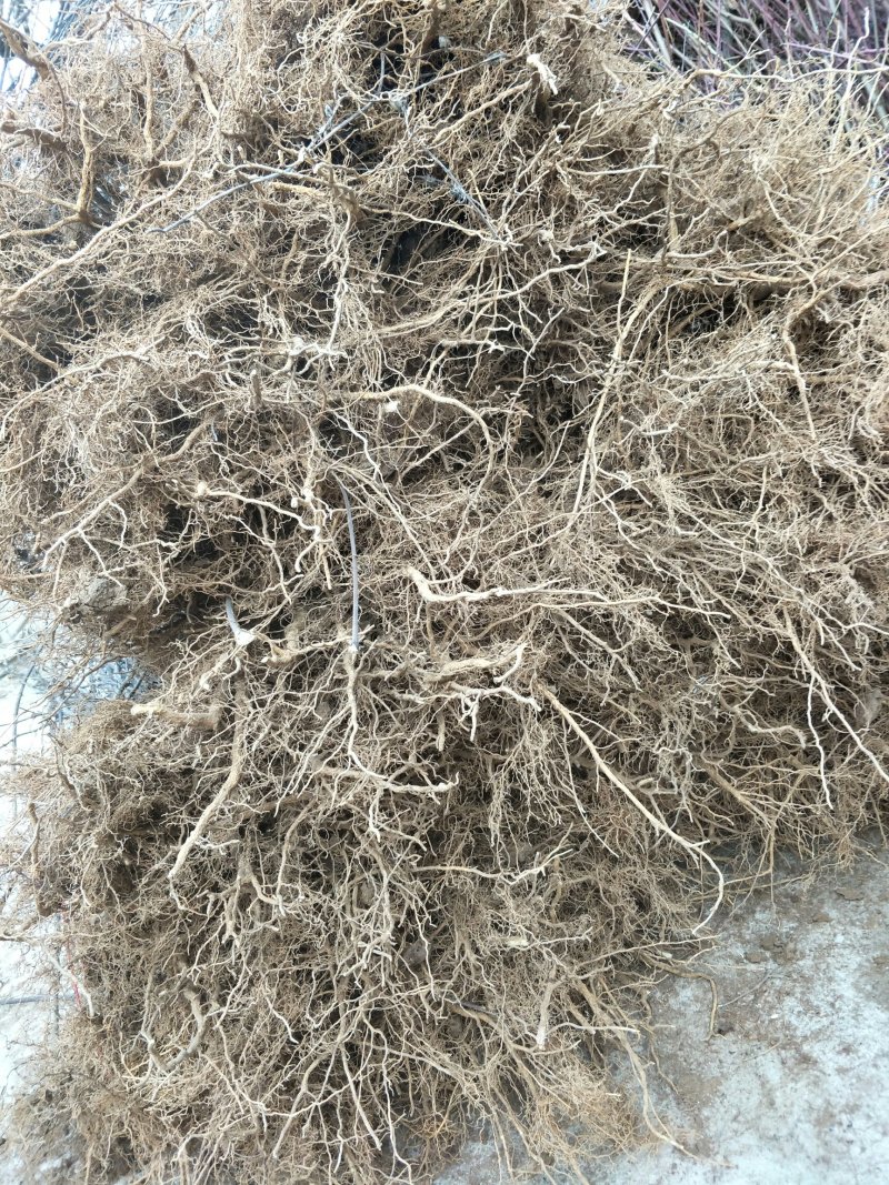 当年大红袍花椒苗，现挖现发，规格齐全，保湿发货，包成活