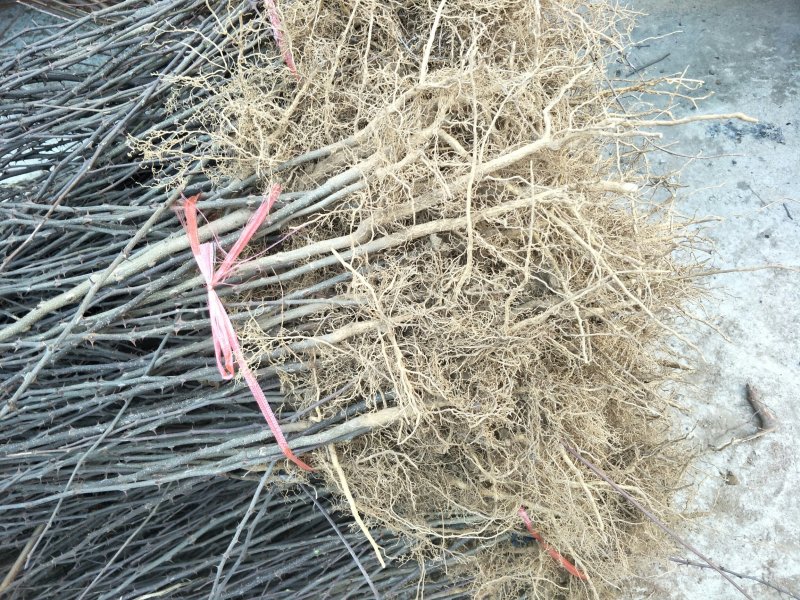 当年大红袍花椒苗，现挖现发，规格齐全，保湿发货，包成活