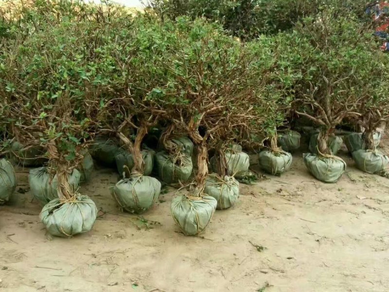 金银花苗金银树苗金银花树四季金银花苗