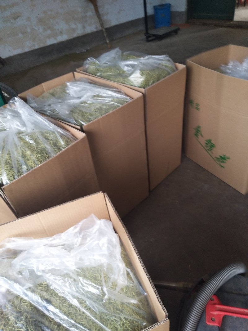 金银花苗金银树苗金银花树四季金银花苗
