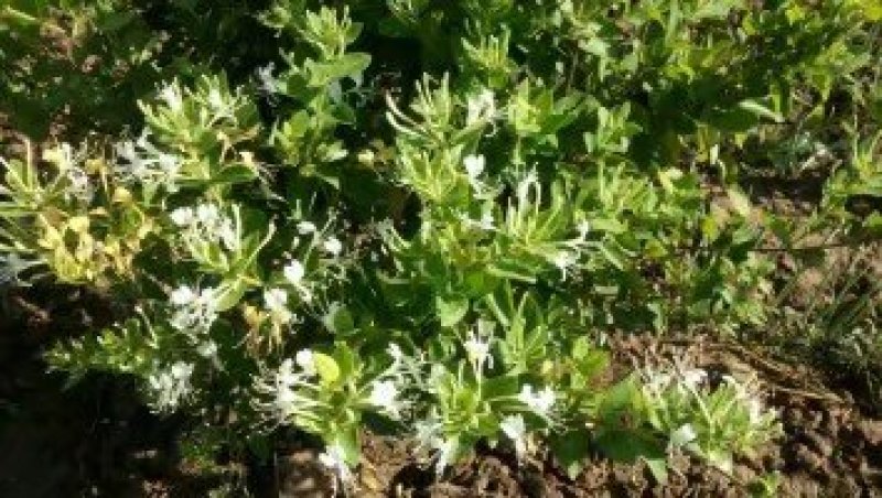 金银花苗金银树苗金银花树四季金银花苗