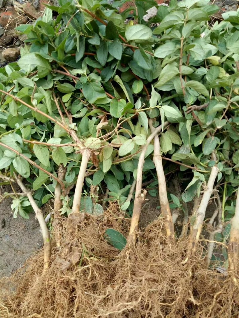 金银花苗金银树苗金银花树四季金银花苗