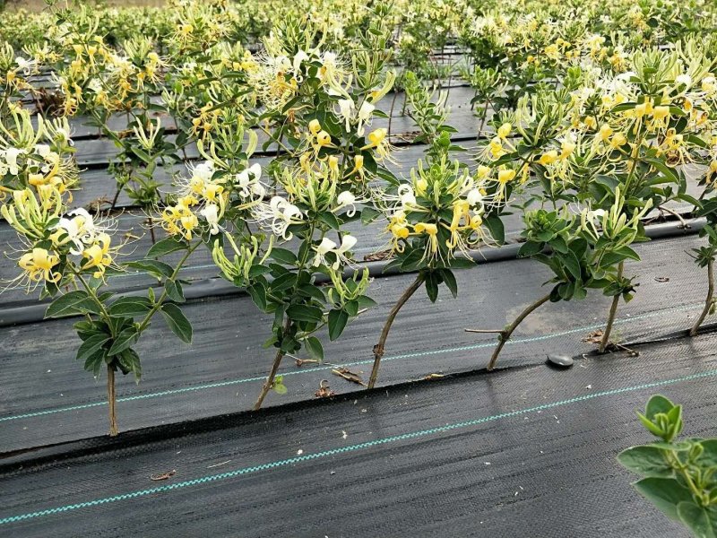 金银花苗金银树苗金银花树四季金银花苗