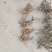 金银花苗金银树苗金银花树四季金银花苗