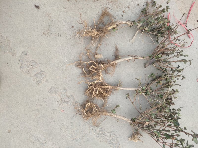 金银花苗金银树苗金银花树四季金银花苗