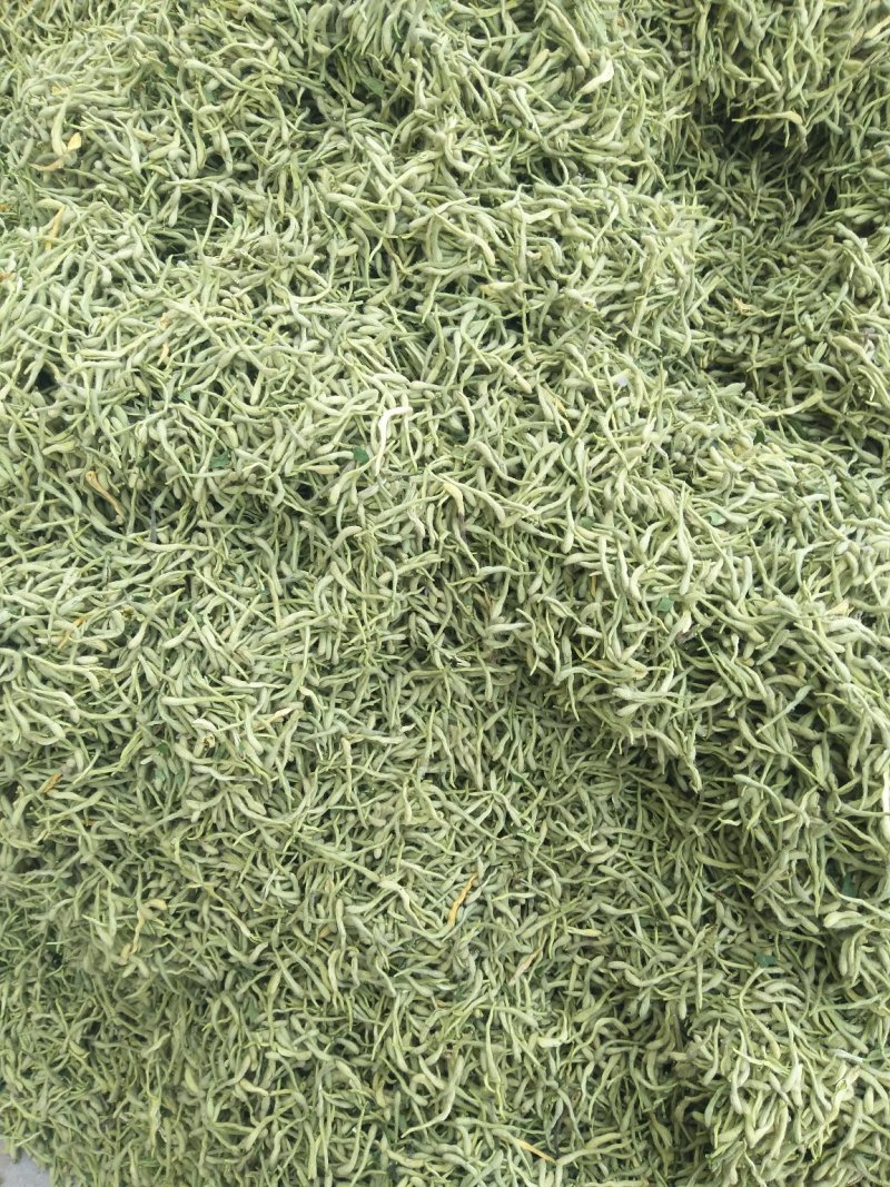金银花苗金银树苗金银花树四季金银花苗