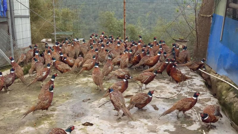 山鸡七彩山鸡环颈雉散养跑山鸡