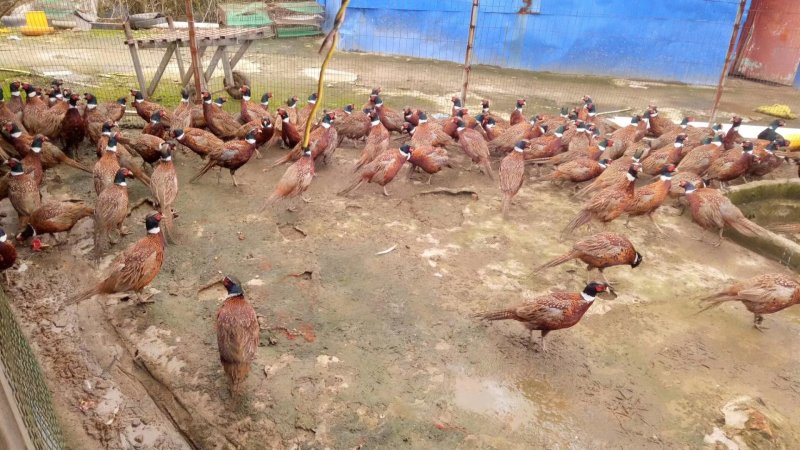 山鸡七彩山鸡环颈雉散养跑山鸡