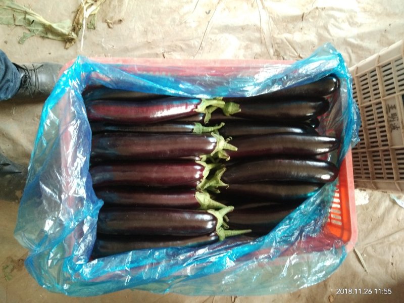 长茄子茄子765烧烤茄5两以上一手货源，超市电商市场