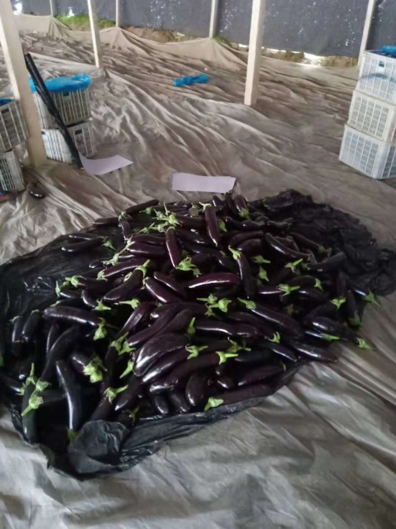 长茄子茄子765烧烤茄5两以上一手货源，超市电商市场