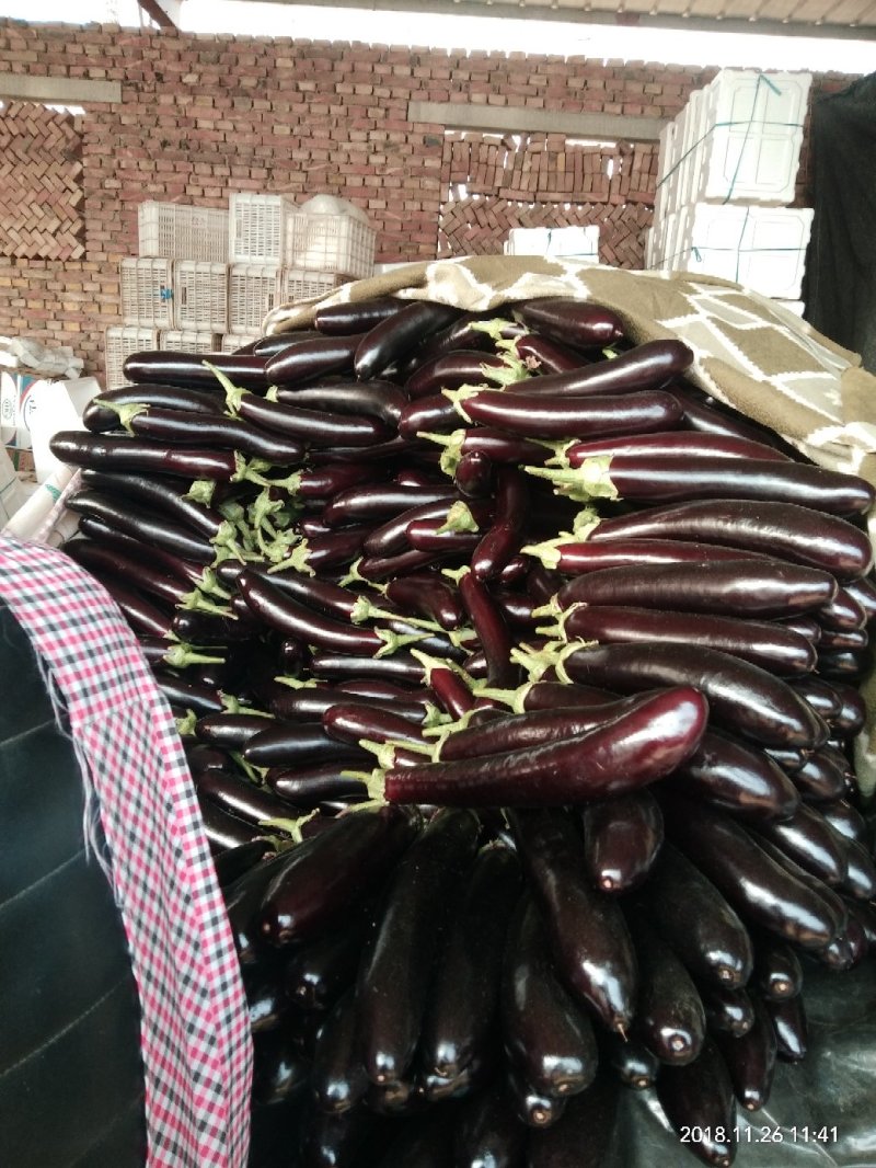 长茄子茄子765烧烤茄5两以上一手货源，超市电商市场