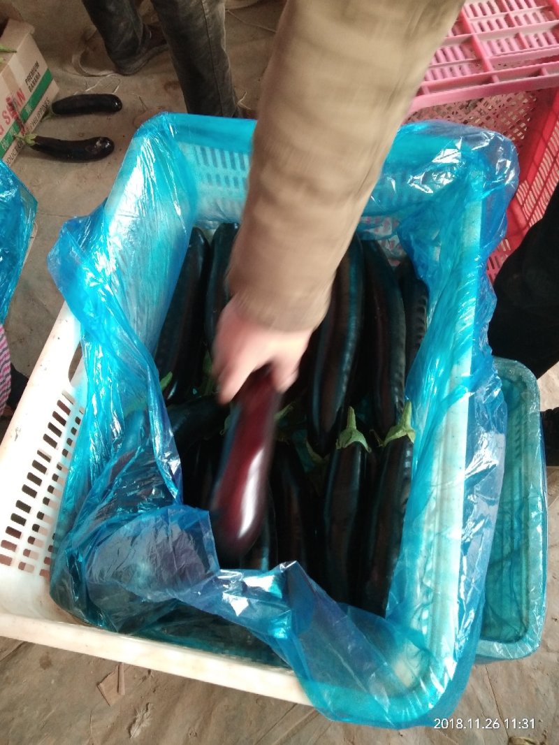 长茄子茄子765烧烤茄5两以上一手货源，超市电商市场