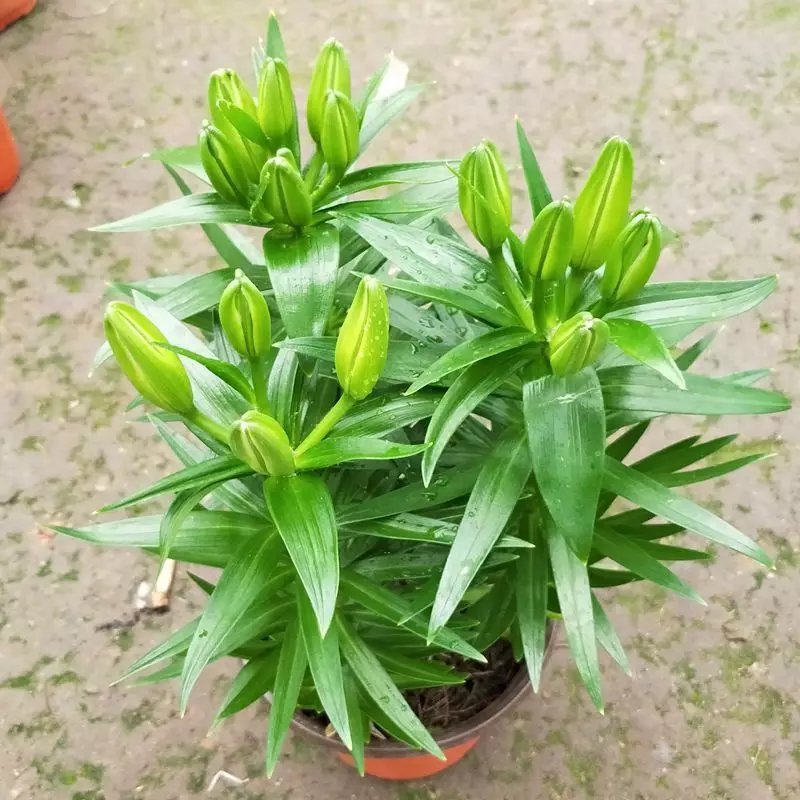 香水百合花盆栽苗带花苞水培室内客厅办公室阳台四季好养植物