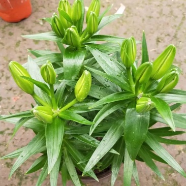 香水百合花盆栽苗带花苞水培室内客厅办公室阳台四季好养植物
