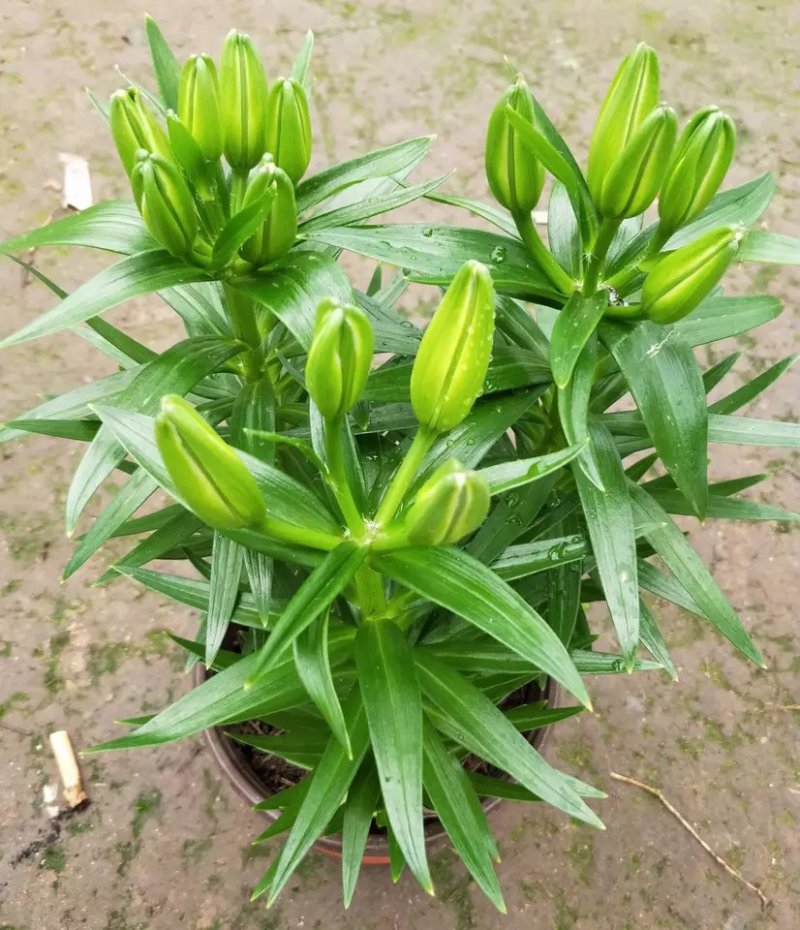香水百合花盆栽苗带花苞水培室内客厅办公室阳台四季好养植物