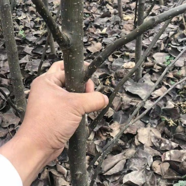 梨树